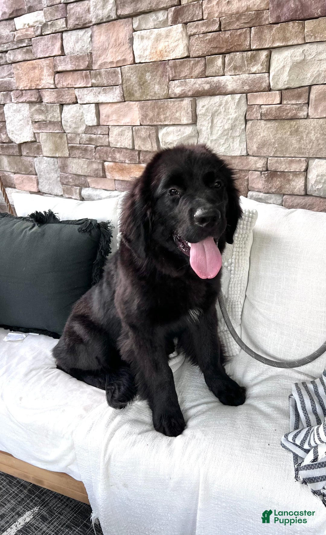 Newfoundland dogs for sale: Amara - Image 6
