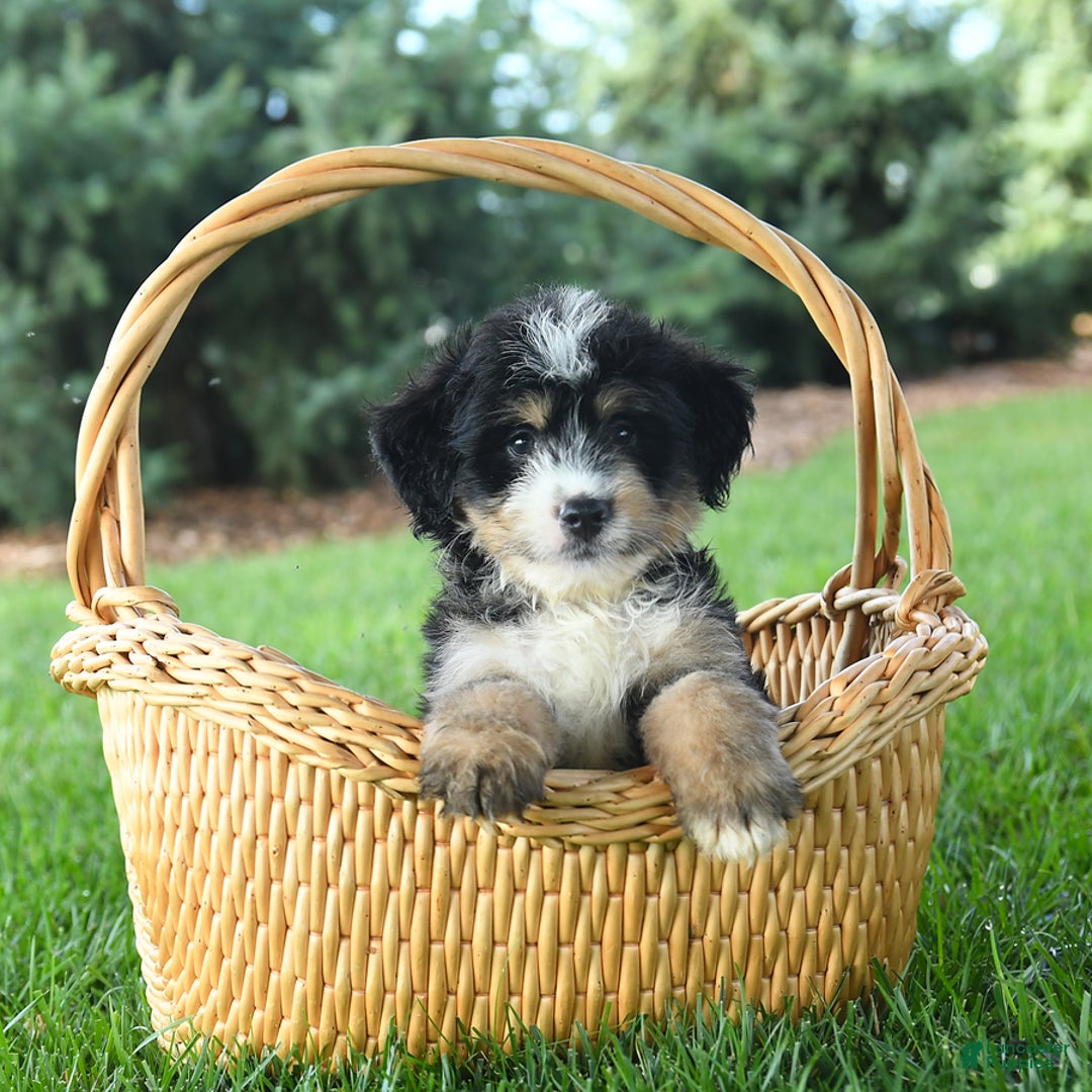 Mini Bernedoodle dogs for sale: Prince - Image 9