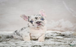 French Bulldog dogs for sale: French Bulldog 6 puppies - Image 4