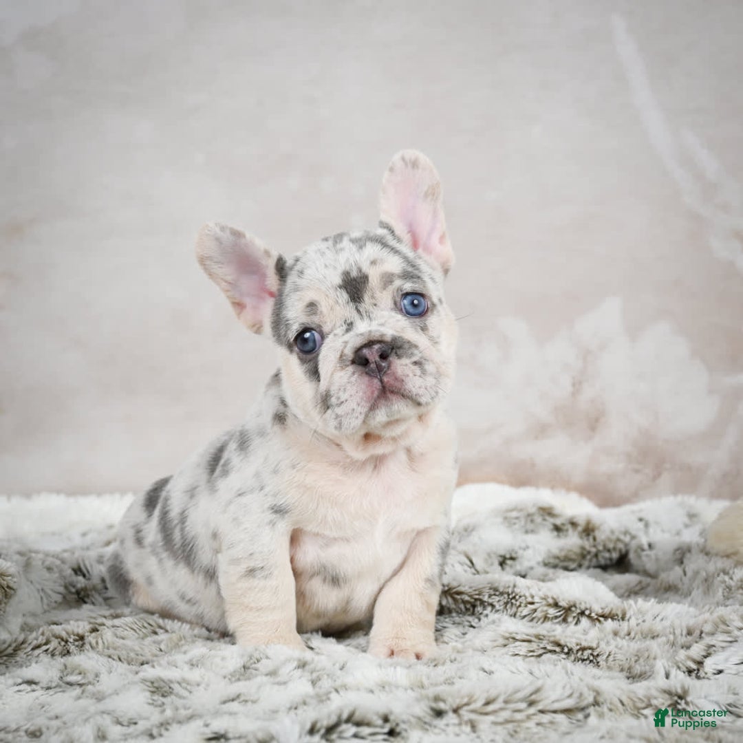 French Bulldog dogs for sale: French Bulldog 6 puppies - Image 4