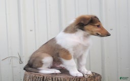 Collie dogs for sale: Asher - Image 4