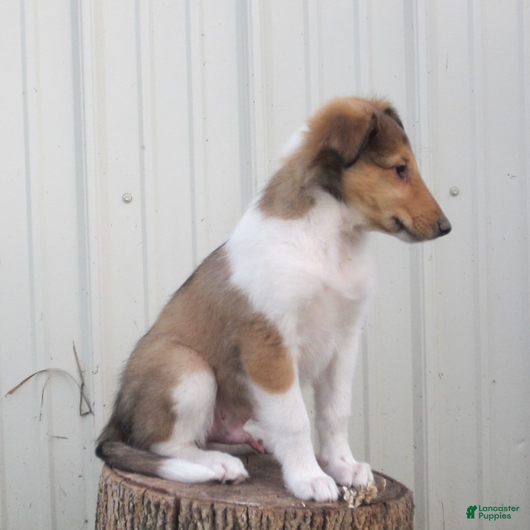 Collie dogs for sale: Asher - Image 4