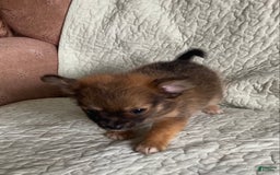 Pomchi dogs for sale: Tommy - Image 4