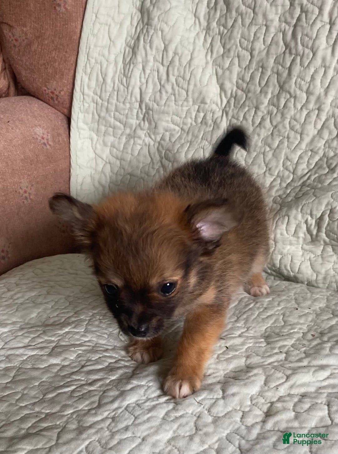 Pomchi dogs for sale: Tommy - Image 4