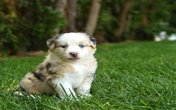 Australian Shepherd dogs for sale: Kenya - Image 4