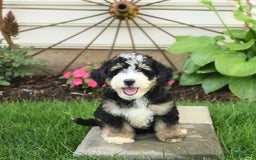 Mini Bernedoodle dogs for sale: Pongo - Image 5