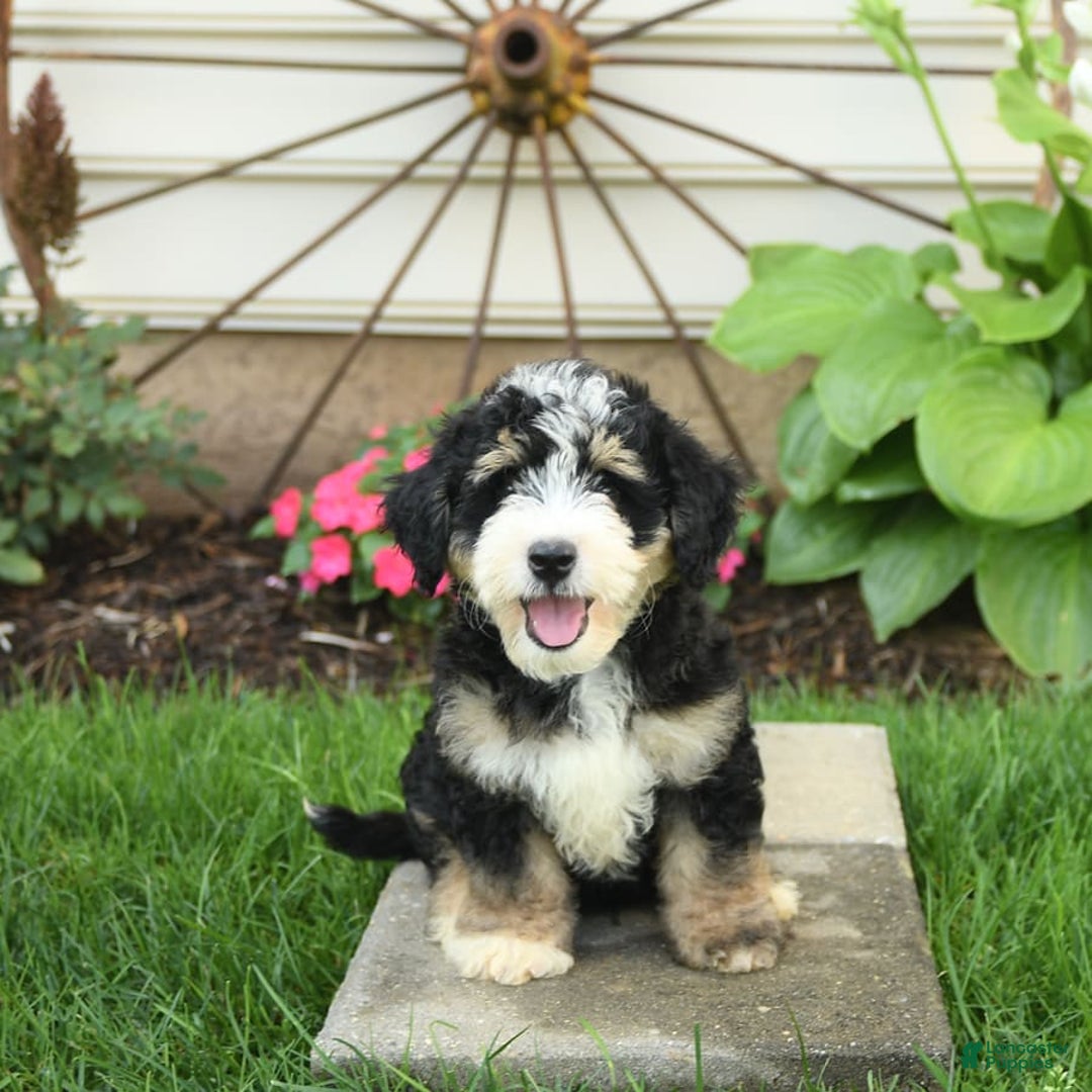 Mini Bernedoodle dogs for sale: Pongo - Image 5
