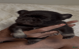 French Bulldog dogs for sale: Baby Ruth The Fluffy - Image 2