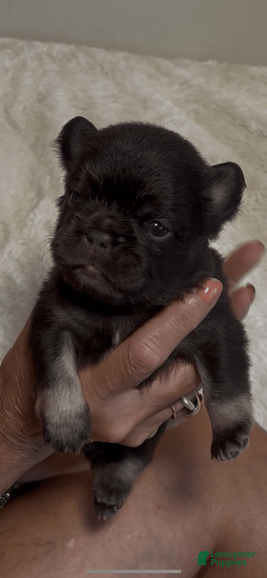 French Bulldog dogs for sale: Baby Ruth The Fluffy - Image 2