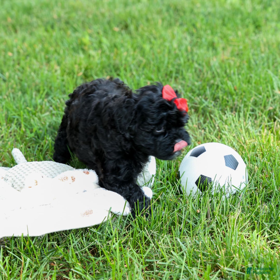Shihpoo dogs for sale: Kia - Image 11