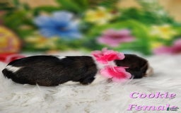 English Springer Spaniel dogs for sale: Cookie - Image 3