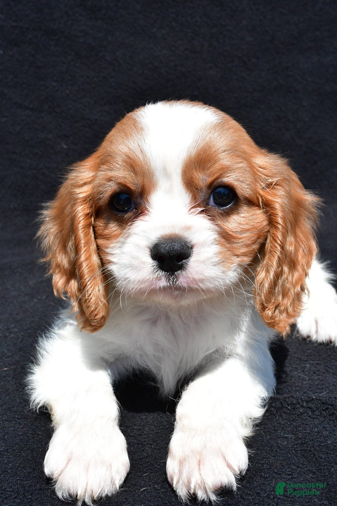 Cavalier King Charles Spaniel dogs for sale: Champ - Image 6