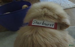 Golden Retriever dogs for sale: Starburst - Image 7