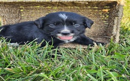 Bernese Mountain Dog dogs for sale: Roxy - Image 2