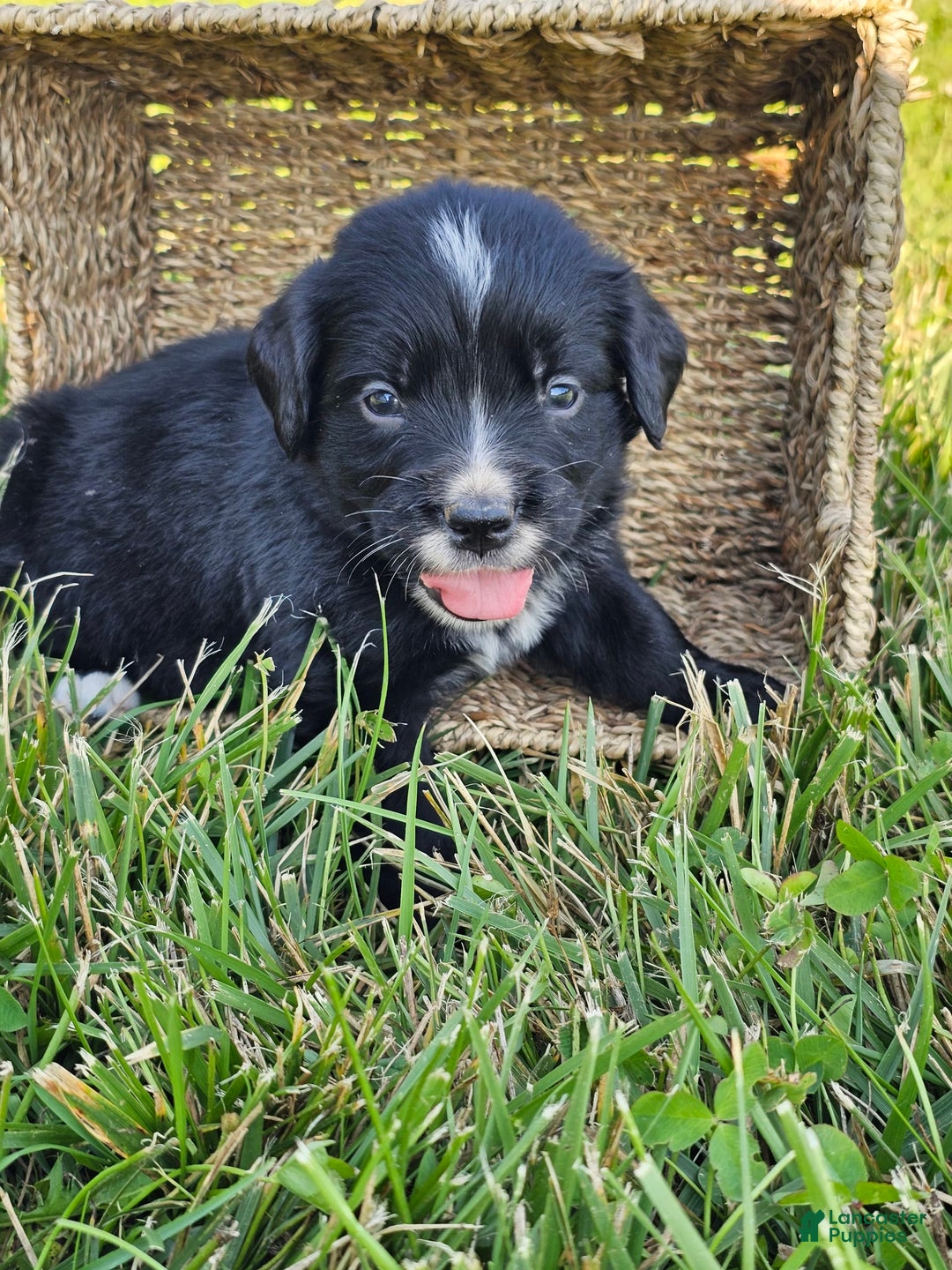Bernese Mountain Dog dogs for sale: Roxy - Image 2