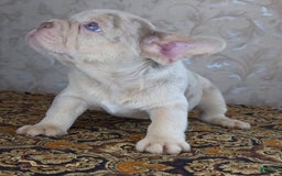 French Bulldog dogs for sale: Dong - Image 1