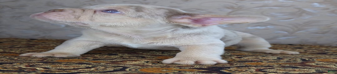 Dong