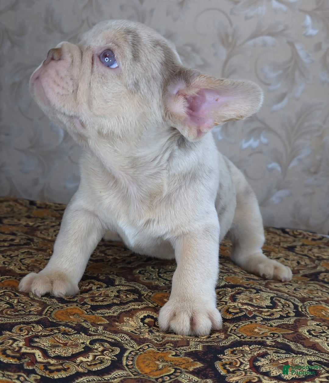 French Bulldog dogs for sale: Dong - Image 1