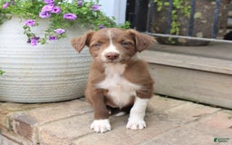 Border Collie dogs for sale: Jewels - Image 4