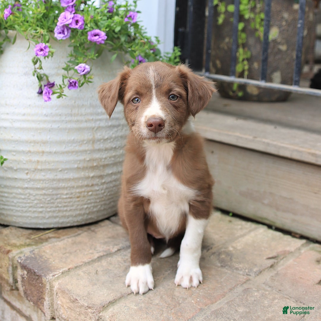 Border Collie dogs for sale: Jewels - Image 4