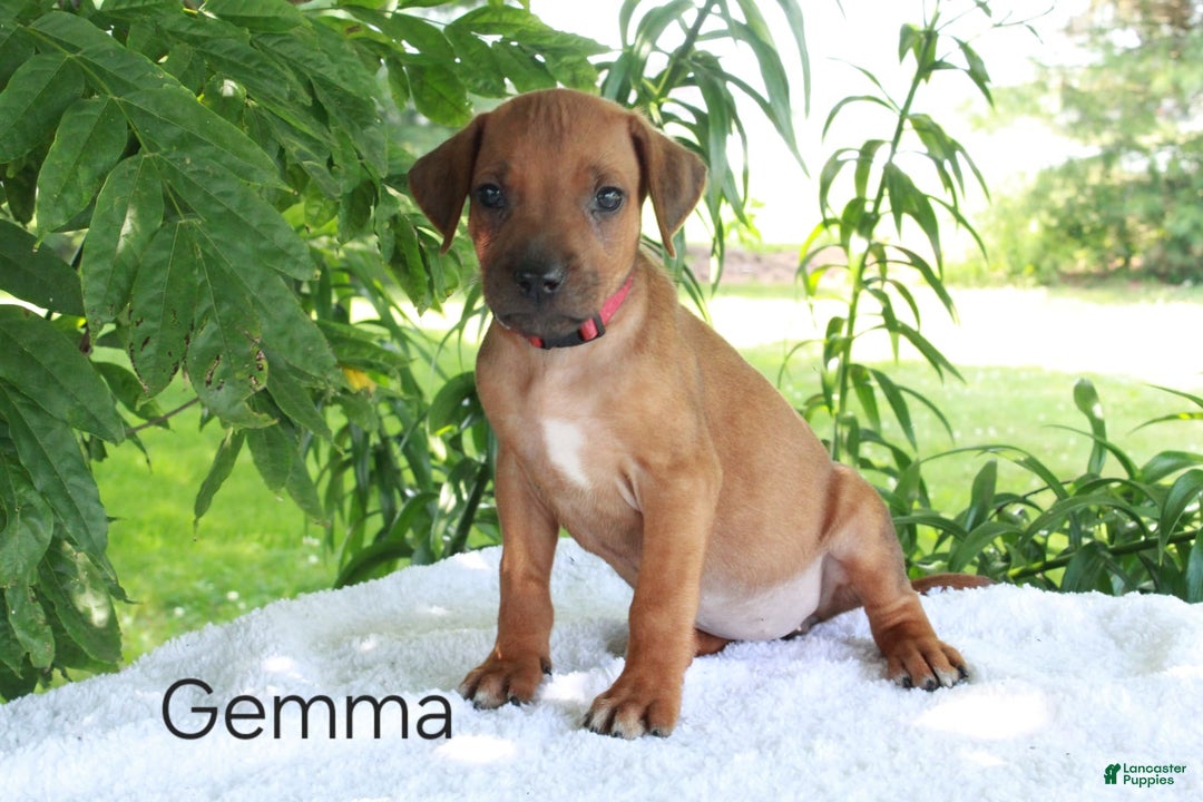 Rhodesian Ridgeback dogs for sale: Gemma - Image 2