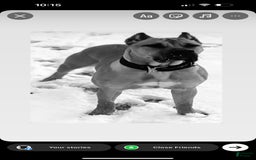 Presa Canario dogs for sale: Nino - Image 2