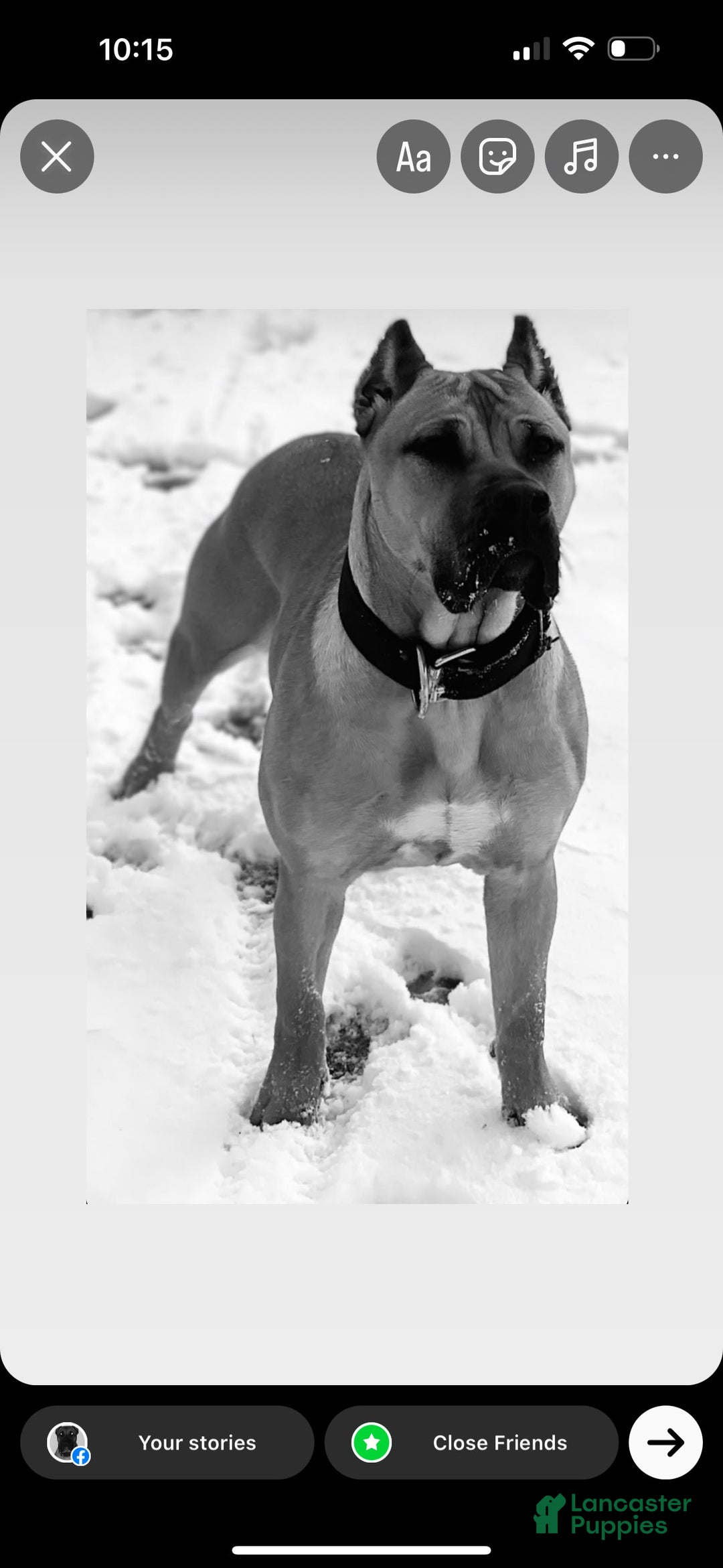 Presa Canario dogs for sale: Nino - Image 2