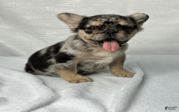 French Bulldog dogs for sale: Kingston - Image 1