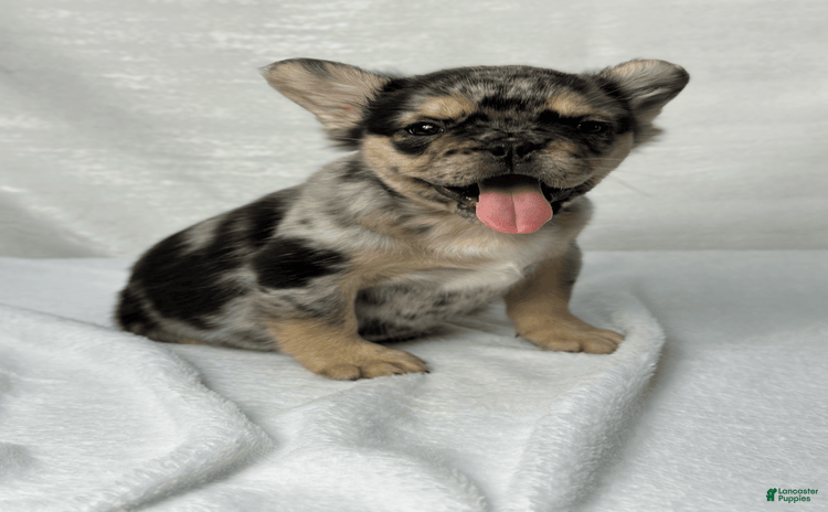 French Bulldog dogs for sale - Ad 2