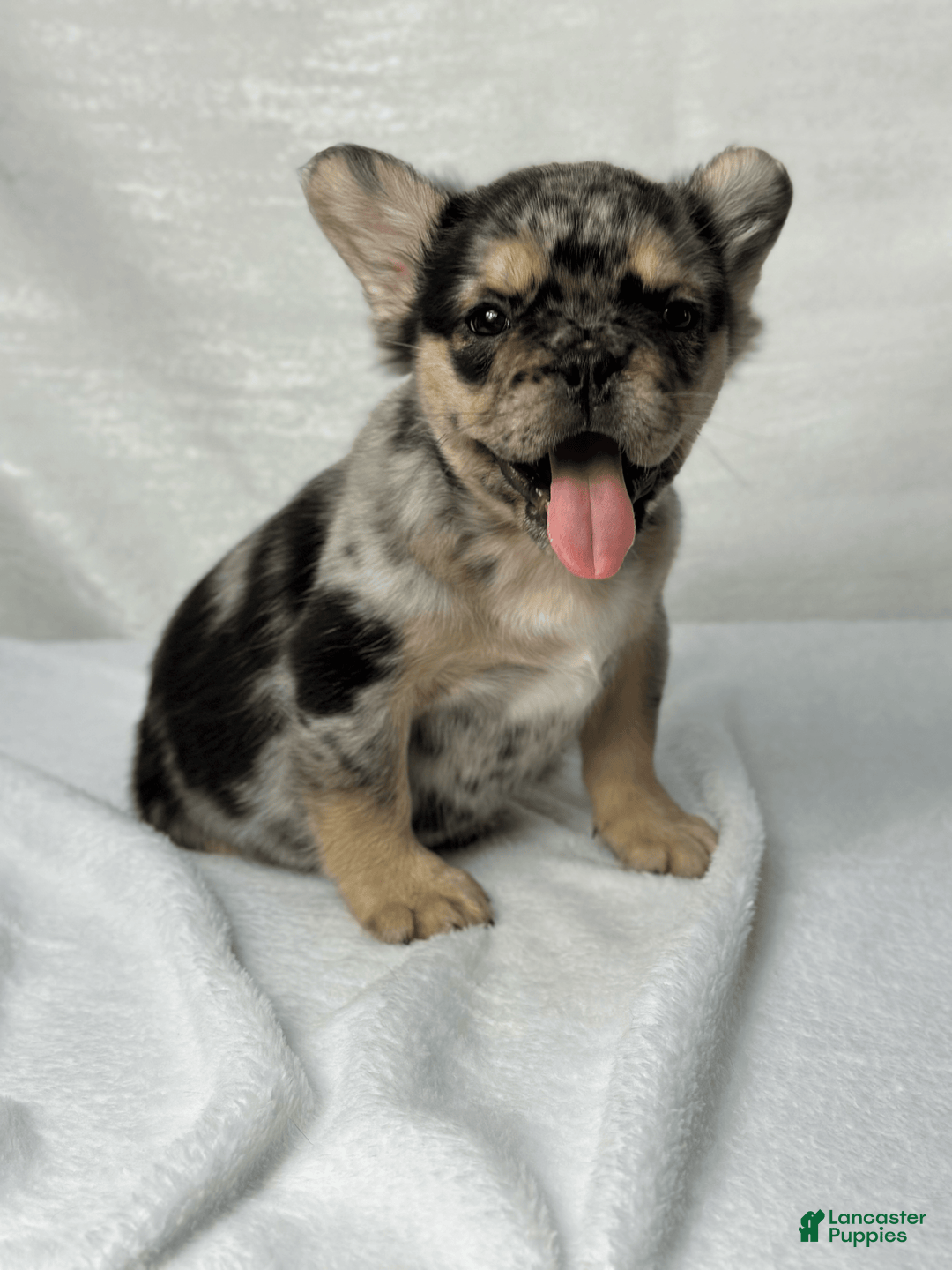 French Bulldog dogs for sale: Kingston - Image 1