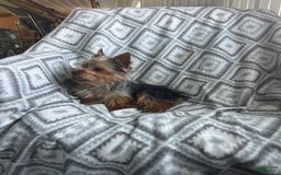 Yorkshire Terrier dogs for sale: Tiny Tim - Image 3