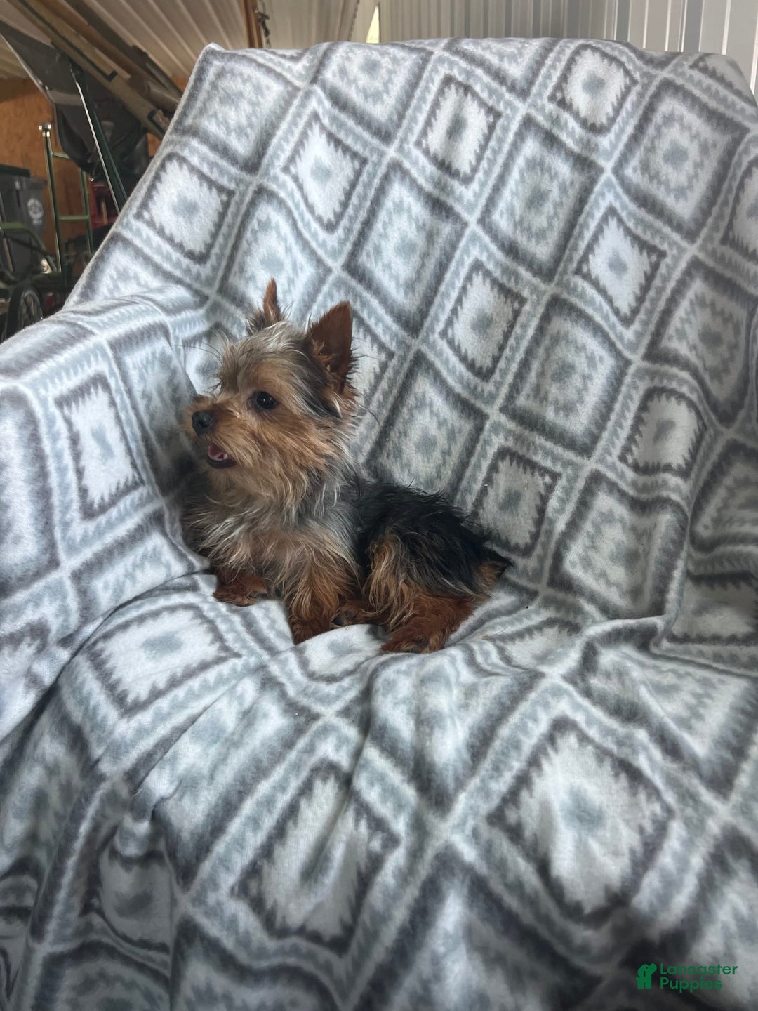 Yorkshire Terrier dogs for sale: Tiny Tim - Image 3