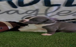American Bully dogs for sale: Mary-kate - Image 8