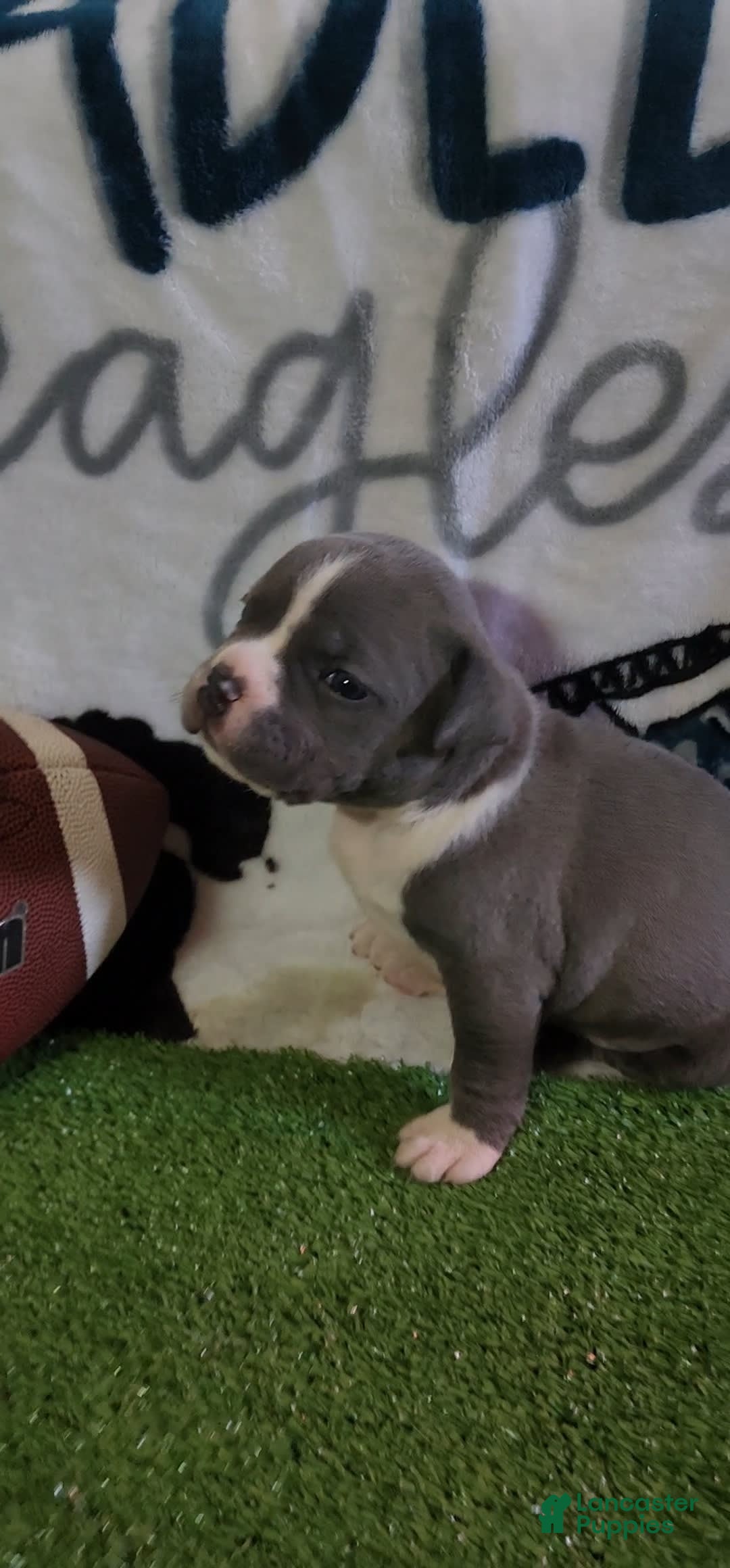 American Bully dogs for sale: Mary-kate - Image 8