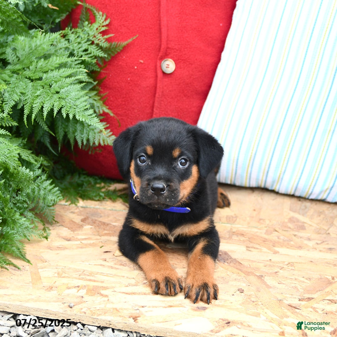 Rottweiler dogs for sale: Rascal - Image 2