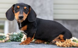 Miniature Dachshund dogs for sale: Onyx - Image 4