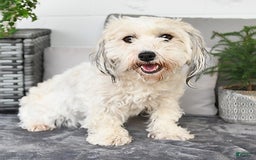 Havapoo dogs for sale: Bailey - Image 11