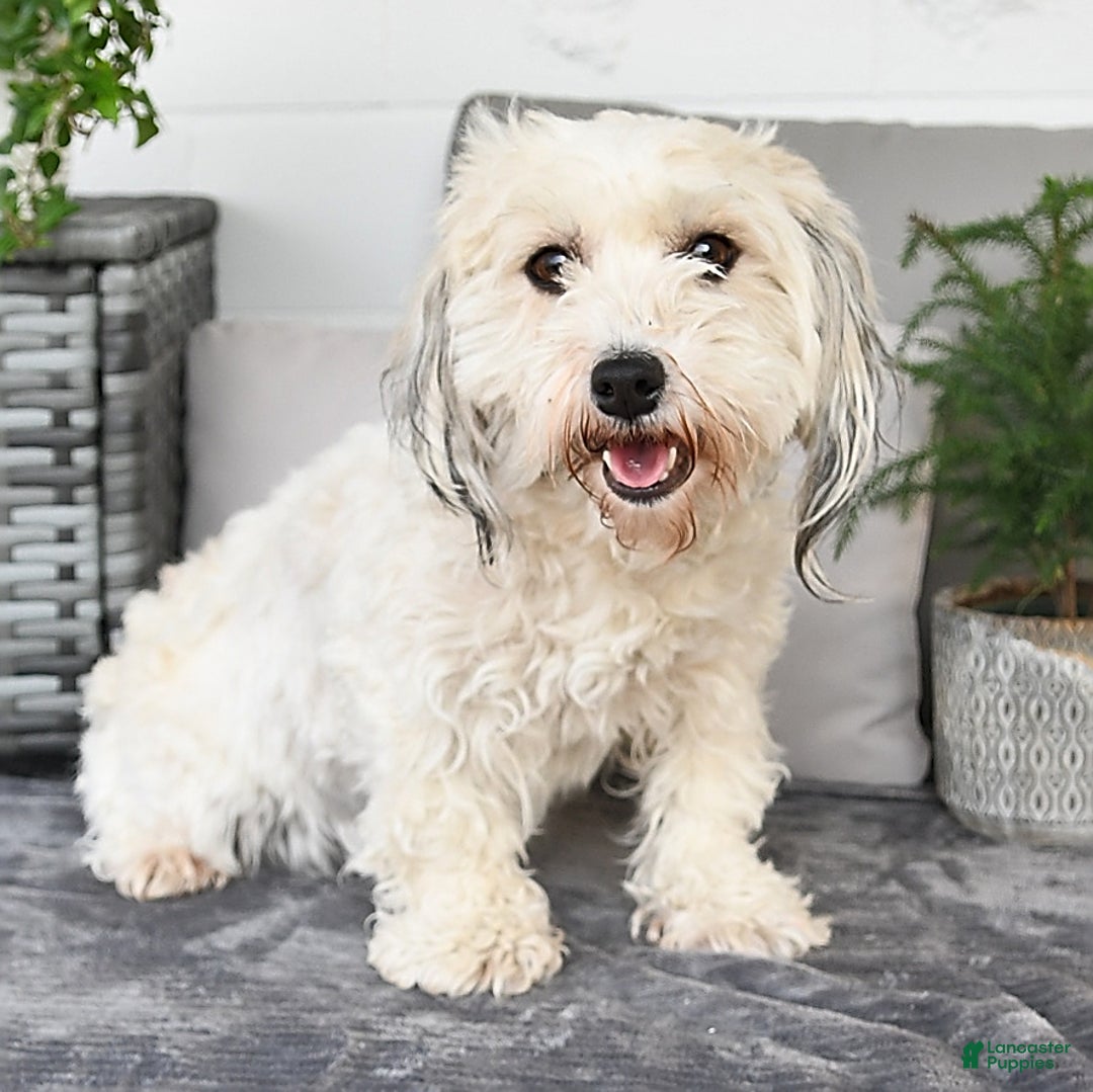 Havapoo dogs for sale: Bailey - Image 11