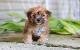 Morkie dogs for sale: Tobby - Image 3