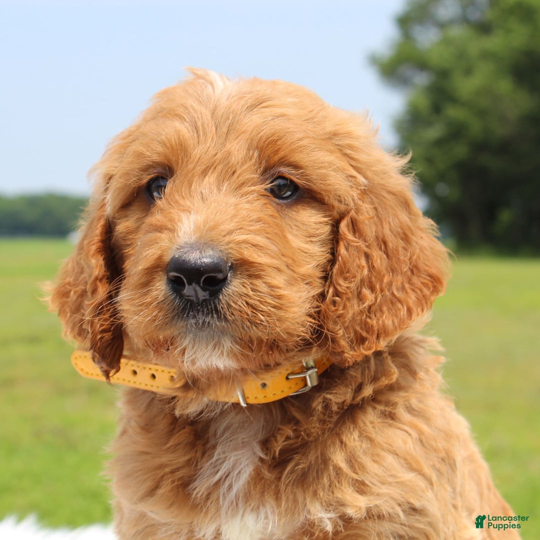 Irish Doodle dogs for sale: Vance - Image 1