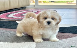 Lhasa Apso dogs for sale: Ollie - Image 2