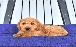Mini Goldendoodle dogs for sale: Aurora - Image 25