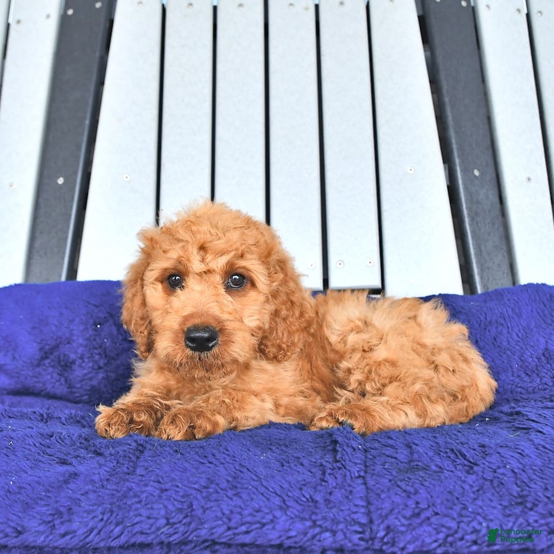 Mini Goldendoodle dogs for sale: Aurora - Image 25