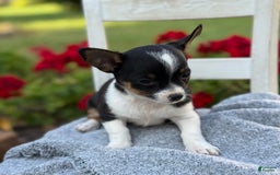 Chihuahua dogs for sale: Sprout - Image 2