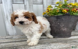 Cavapoo dogs for sale: Cassidy - Image 2