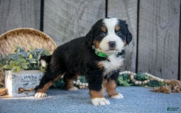 Bernese Mountain Dog dogs for sale: Betsy - Image 4