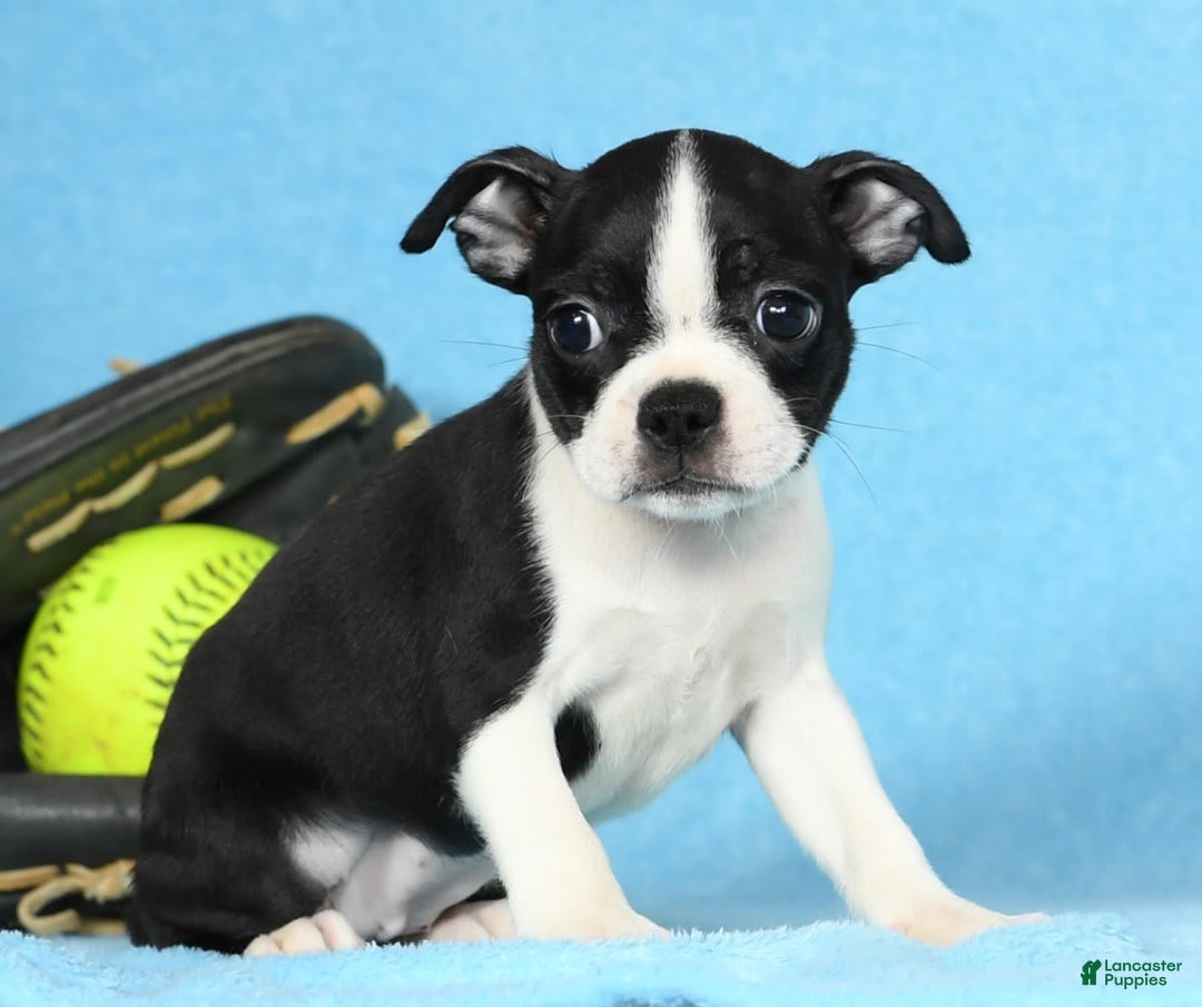 Boston Terrier dogs for sale: Ivy - Image 4