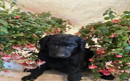 Irish Doodle dogs for sale: Samantha - Image 3