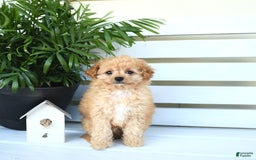 Bichpoo dogs for sale: Jasper - Image 5