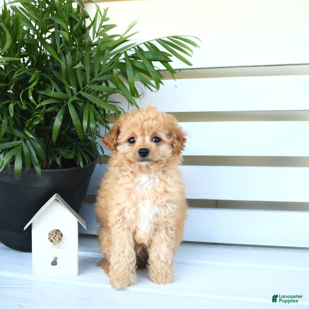 Bichpoo dogs for sale: Jasper - Image 5